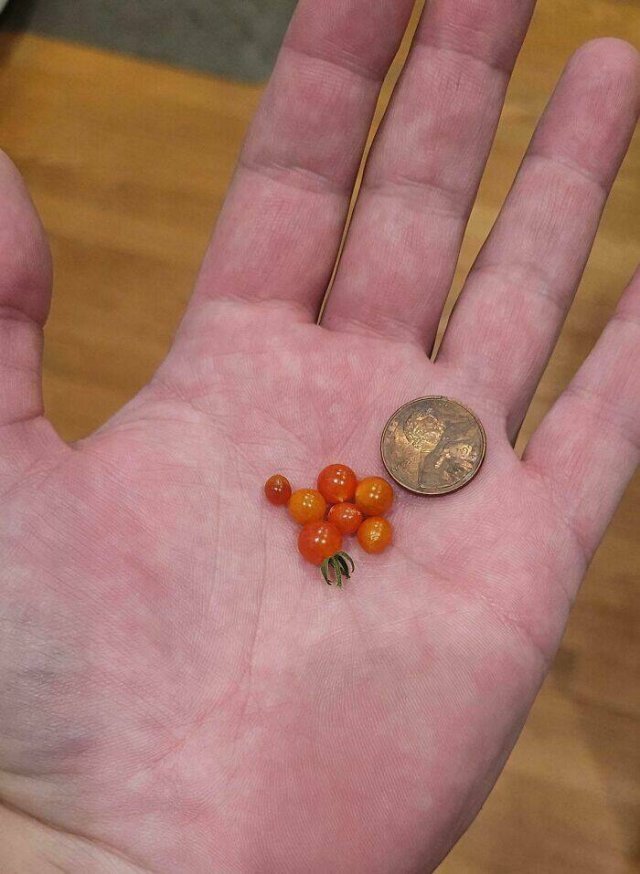 Failed But Cute Harvest (25 pics)
