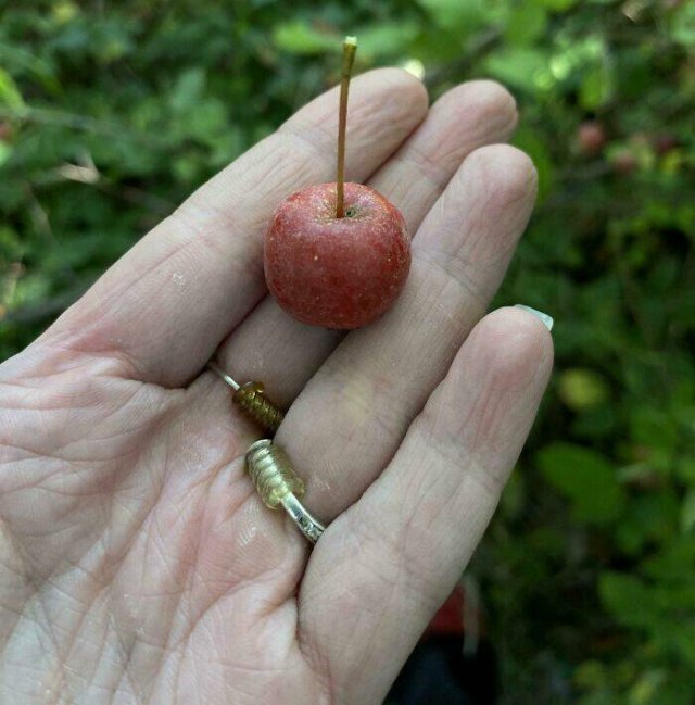 Failed But Cute Harvest (25 pics)