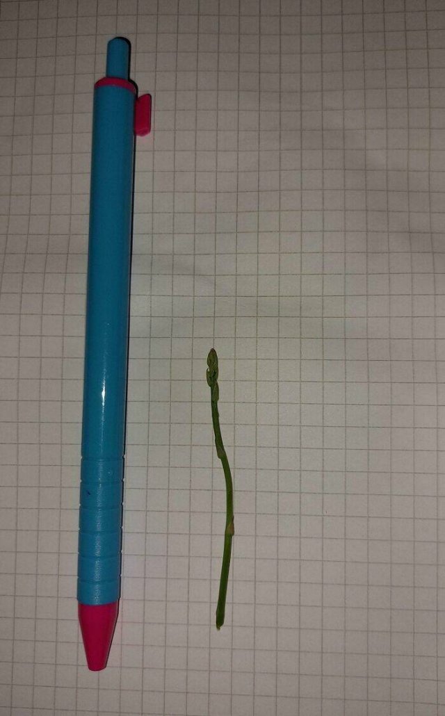 Failed But Cute Harvest (25 pics)