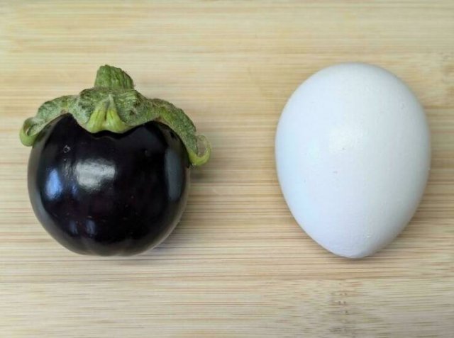 Failed But Cute Harvest (25 pics)