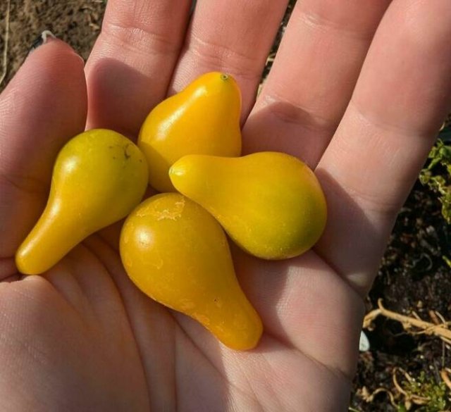 Failed But Cute Harvest (25 pics)