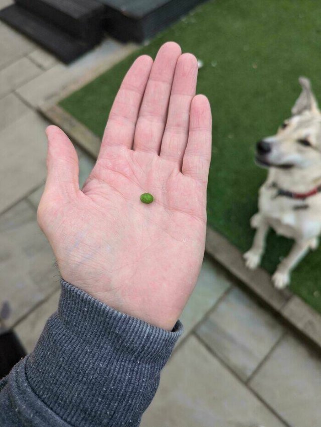 Failed But Cute Harvest (25 pics)