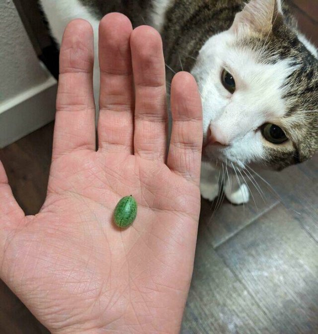 Failed But Cute Harvest (25 pics)