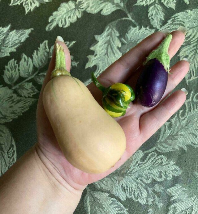 Failed But Cute Harvest (25 pics)