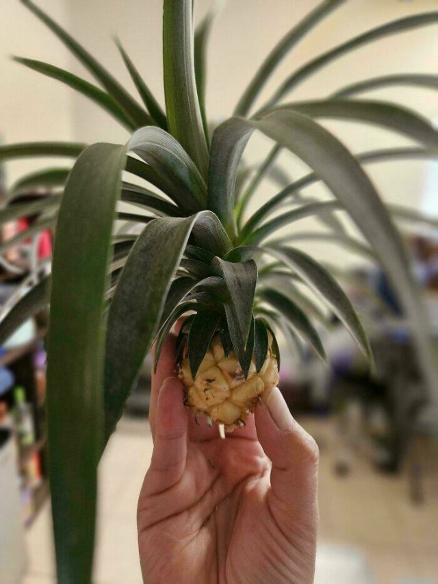 Failed But Cute Harvest (25 pics)