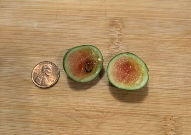 Failed But Cute Harvest (25 pics)