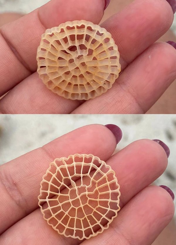 What Are These Things? (15 pics)