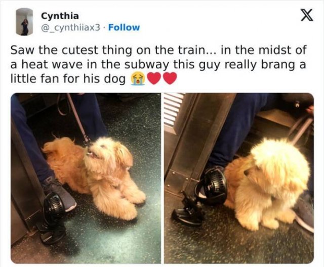 Strange Passengers On The Subway (24 pics)