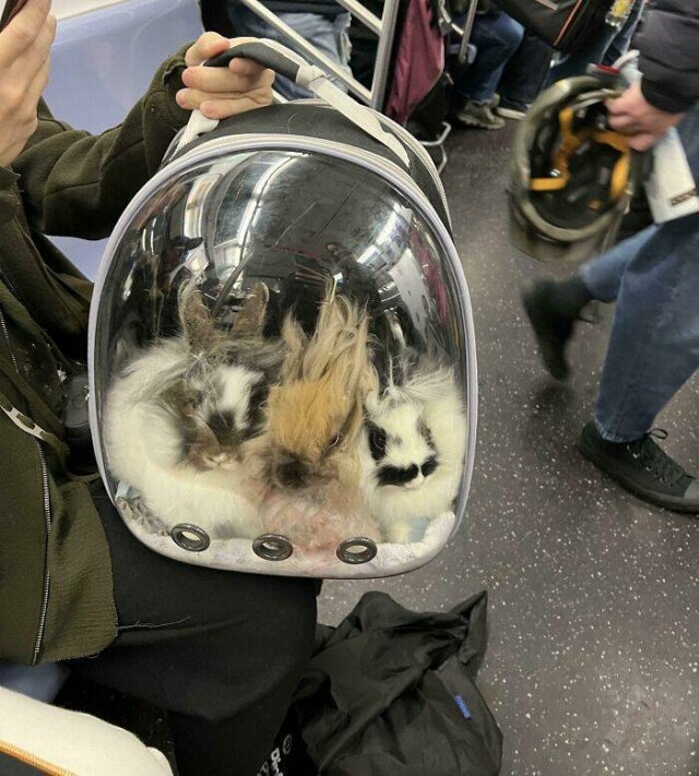 Strange Passengers On The Subway (24 pics)