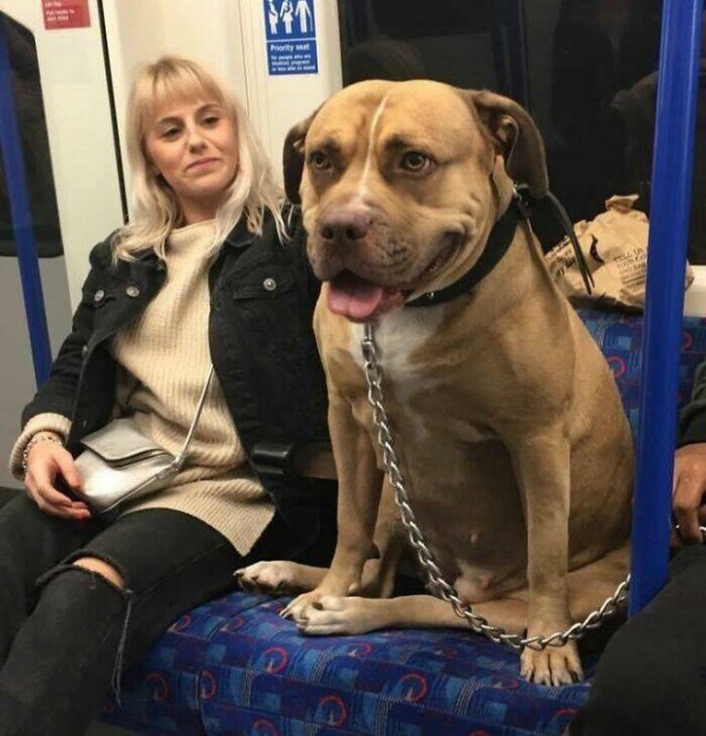 Strange Passengers On The Subway (24 pics)