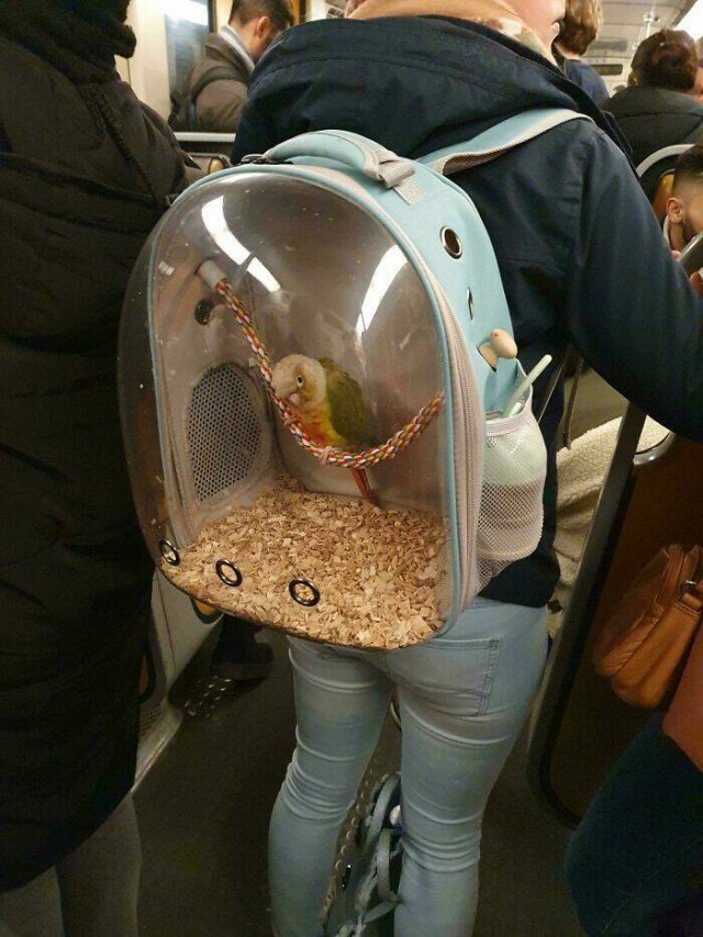 Strange Passengers On The Subway (24 pics)