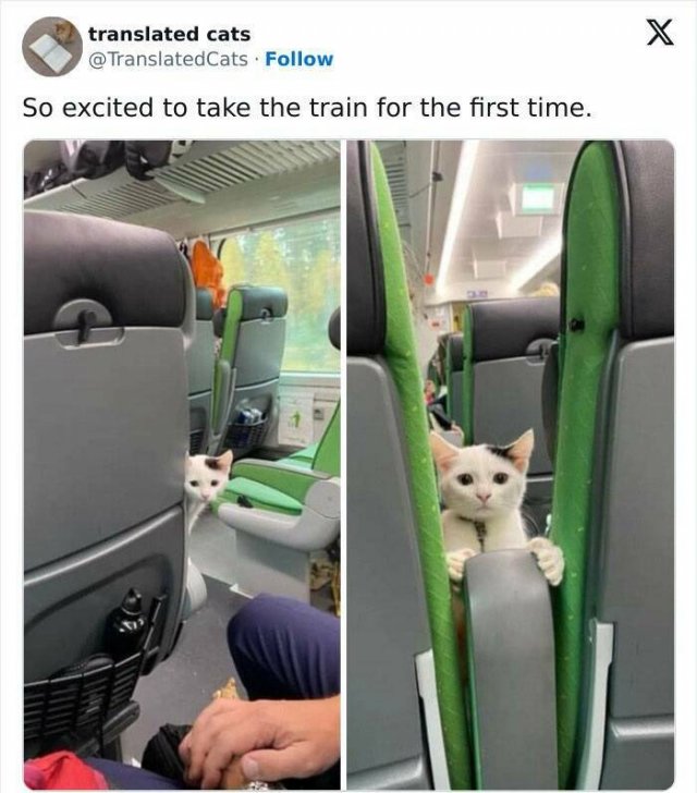 Strange Passengers On The Subway (24 pics)
