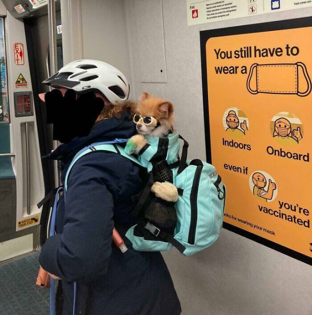 Strange Passengers On The Subway (24 pics)