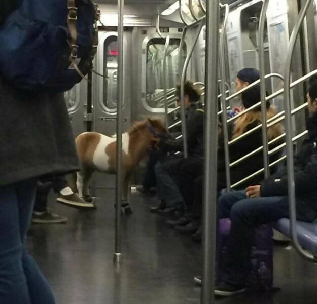 Strange Passengers On The Subway (24 pics)