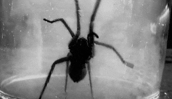 Creepy Facts (15 gifs) Creepy Facts (15 gifs)