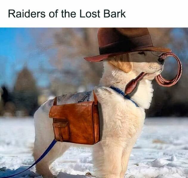 Memes For Dog Lovers (23 pics)