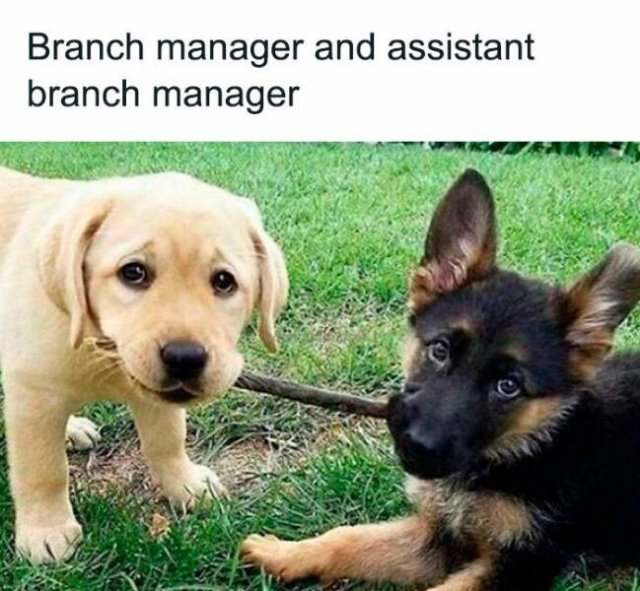 Memes For Dog Lovers (23 pics)
