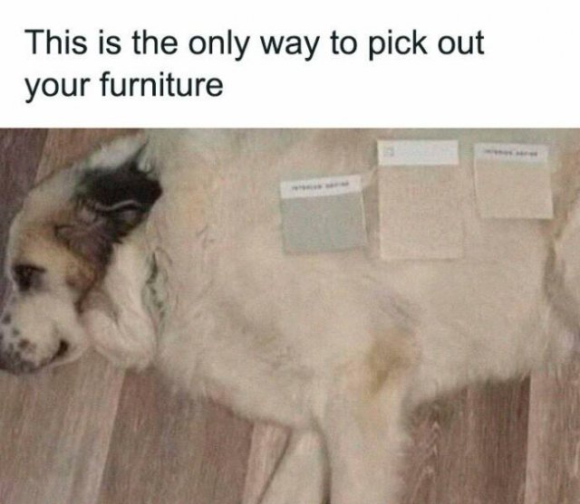 Memes For Dog Lovers (23 pics)