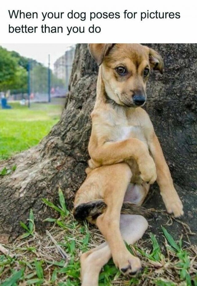 Memes For Dog Lovers (23 pics)