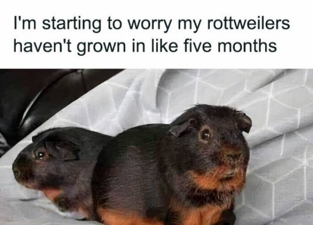 Memes For Dog Lovers (23 pics)