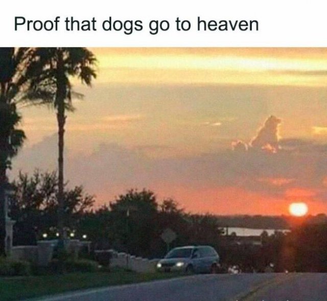 Memes For Dog Lovers (23 pics)