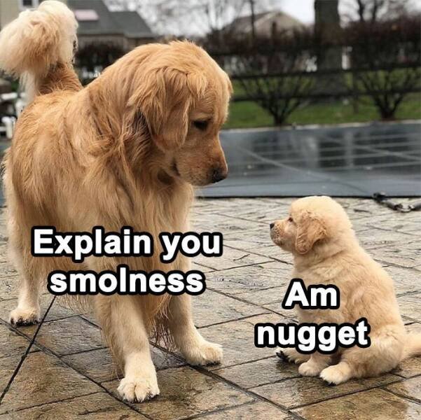 Memes For Dog Lovers (23 pics)