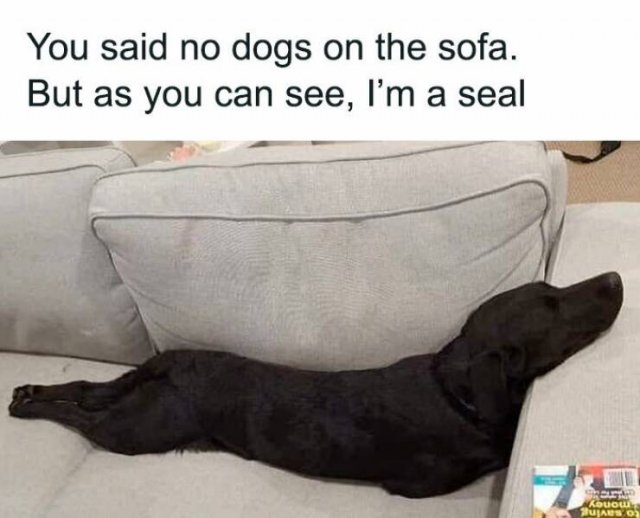Memes For Dog Lovers (23 pics)