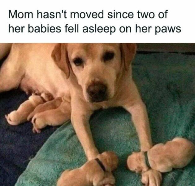 Memes For Dog Lovers (23 pics)