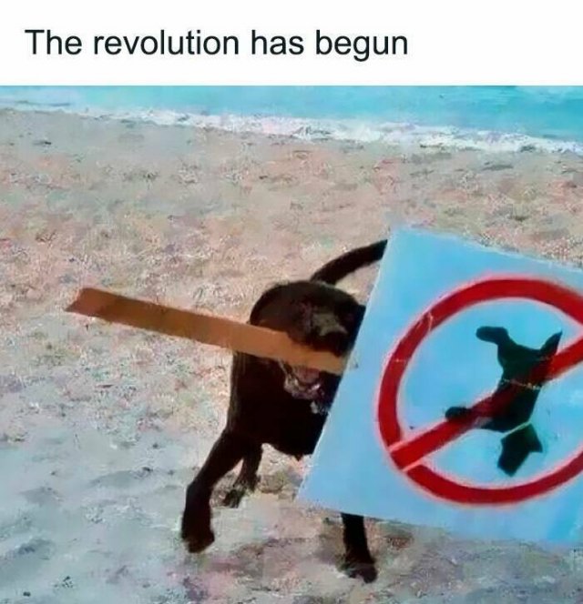 Memes For Dog Lovers (23 pics)