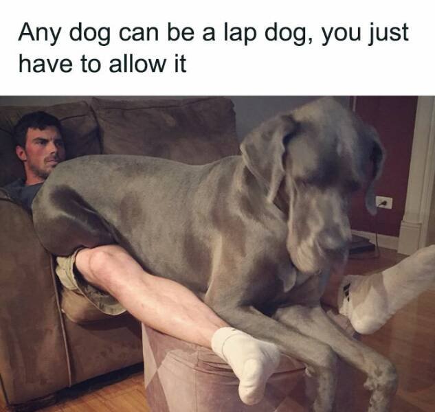 Memes For Dog Lovers (23 pics)