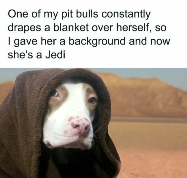 Memes For Dog Lovers (23 pics)