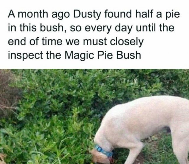 Memes For Dog Lovers (23 pics)