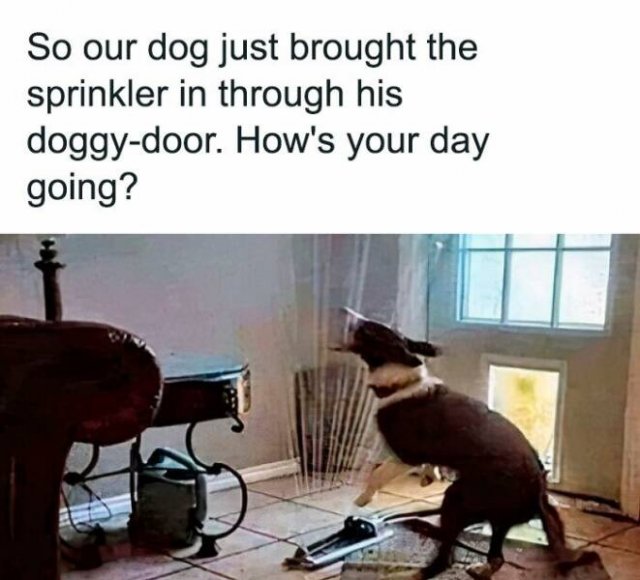 Memes For Dog Lovers (23 pics)