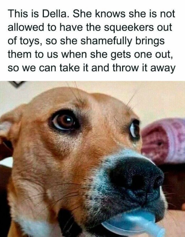 Memes For Dog Lovers (23 pics)