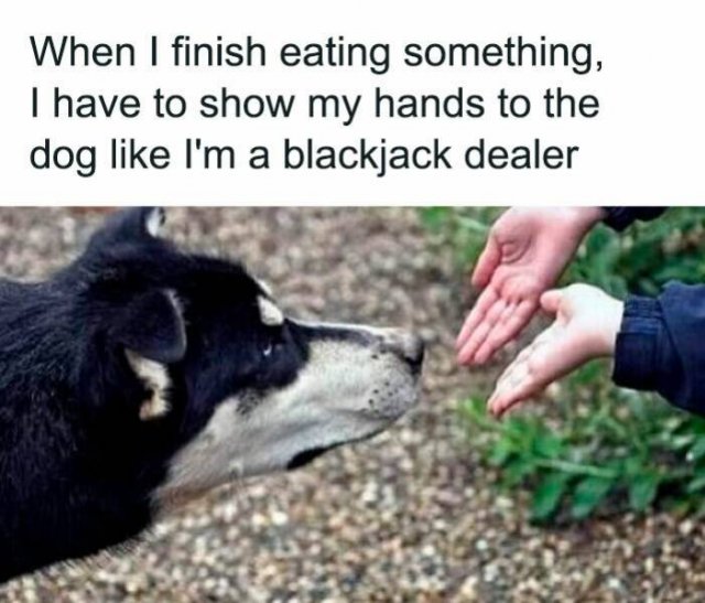 Memes For Dog Lovers (23 pics)