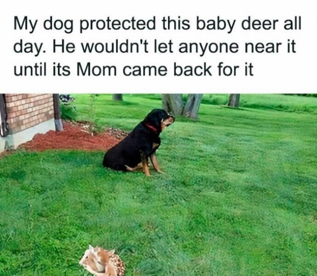 Memes For Dog Lovers (23 pics)