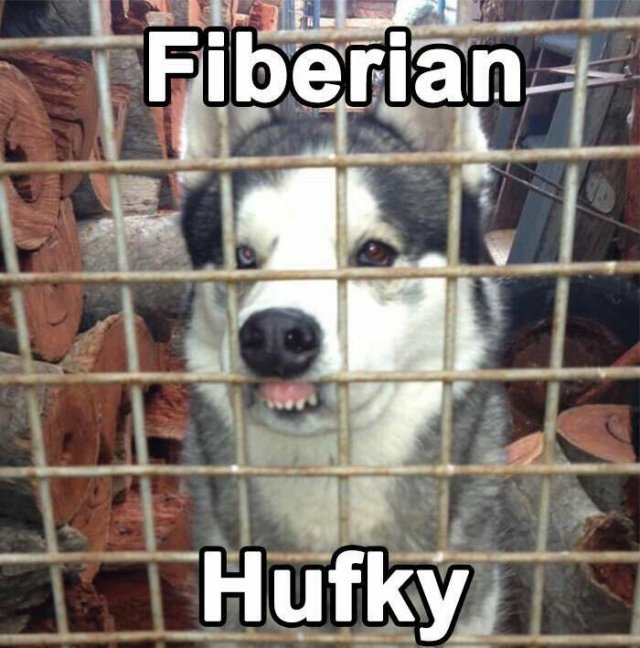Memes For Dog Lovers (23 pics)