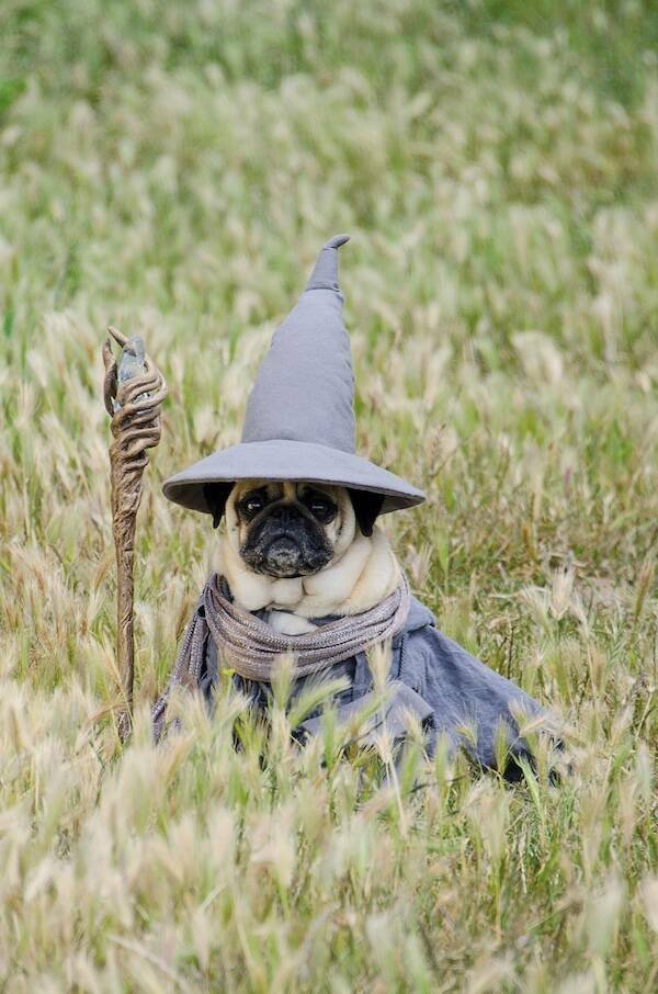 Memes For ''The Lord Of The Rings Fans'' (20 pics)