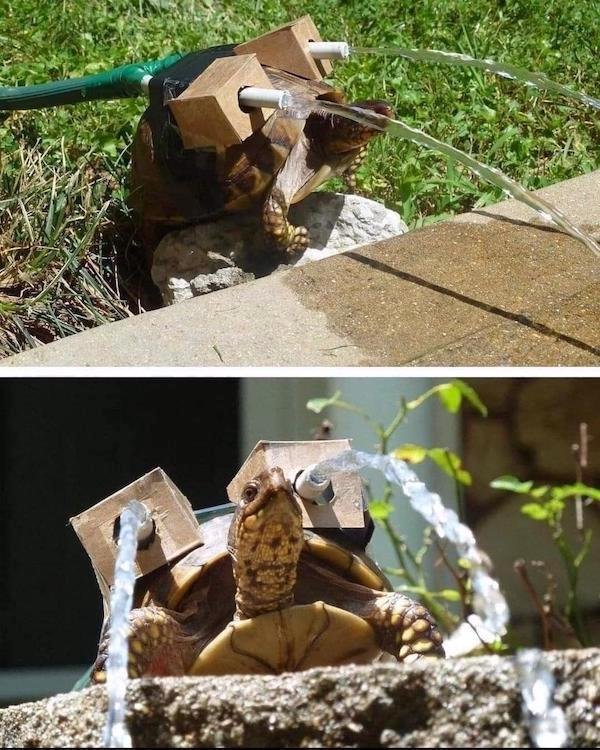 What Is Going On Here? (37 pics)