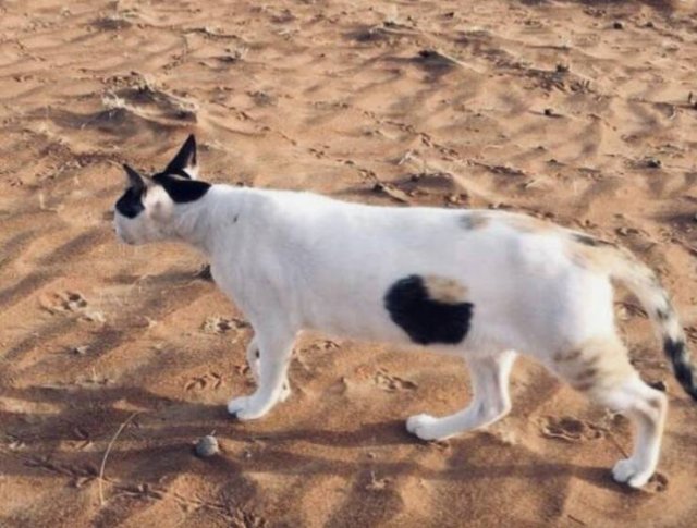 Glitches In The Matrix (25 pics)