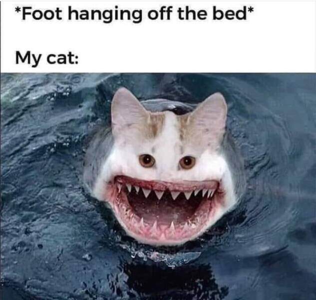 Truthful Memes (20 pics)