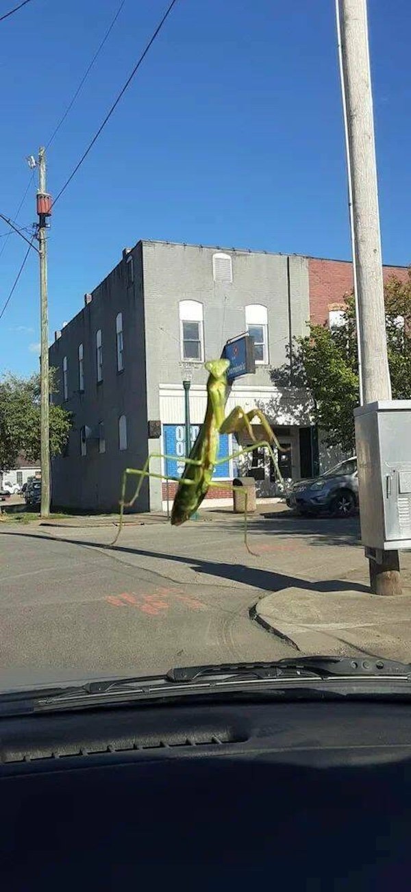 Optical Illusions (31 pics)