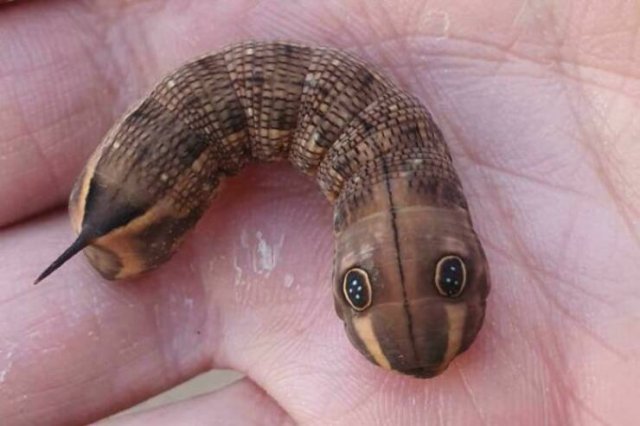 Interesting And Unusual Finds (24 pics)
