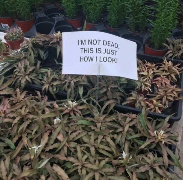 Photos For Gardeners (25 pics)