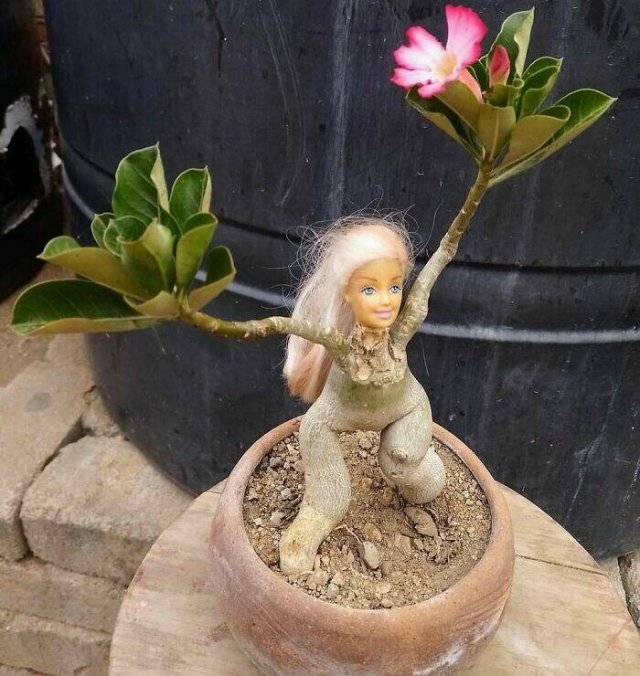 Photos For Gardeners (25 pics)
