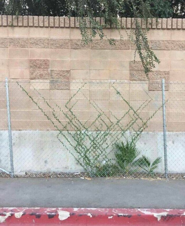 Photos For Gardeners (25 pics)