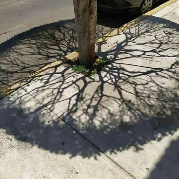 Photos For Gardeners (25 pics)