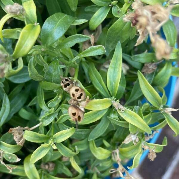 Photos For Gardeners (25 pics)