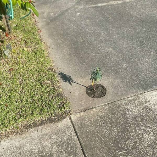 Photos For Gardeners (25 pics)