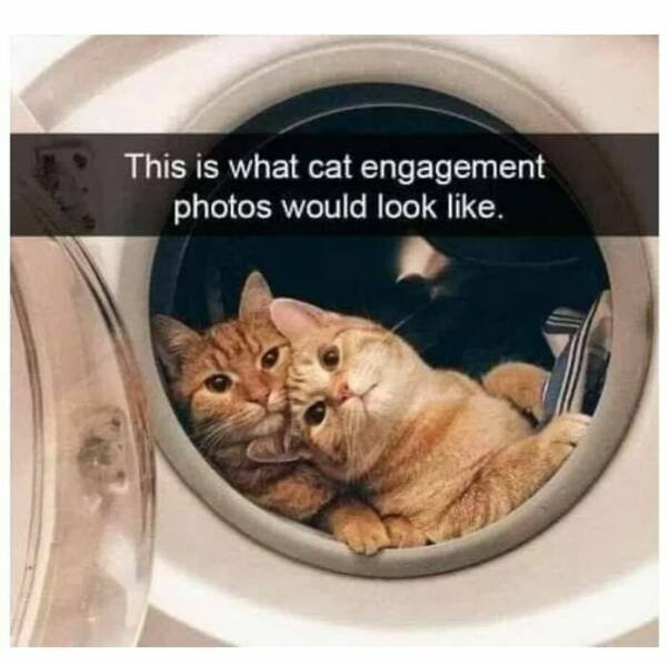 Jokes For Cat Lovers (23 pics)